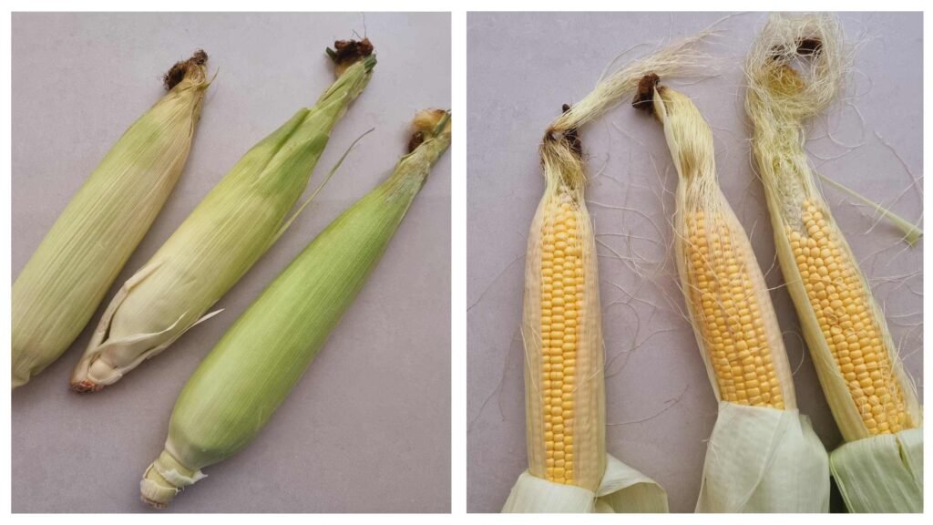 Boiled corn on cob 