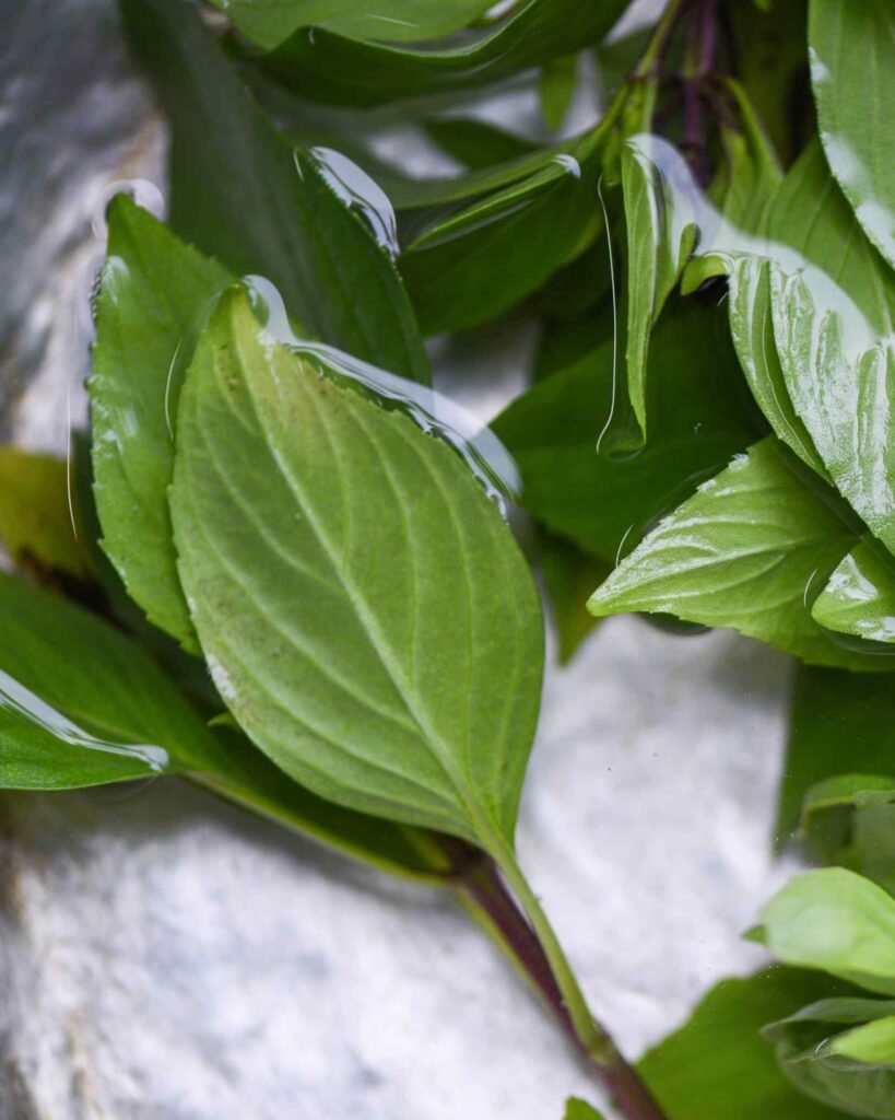 Thai basil