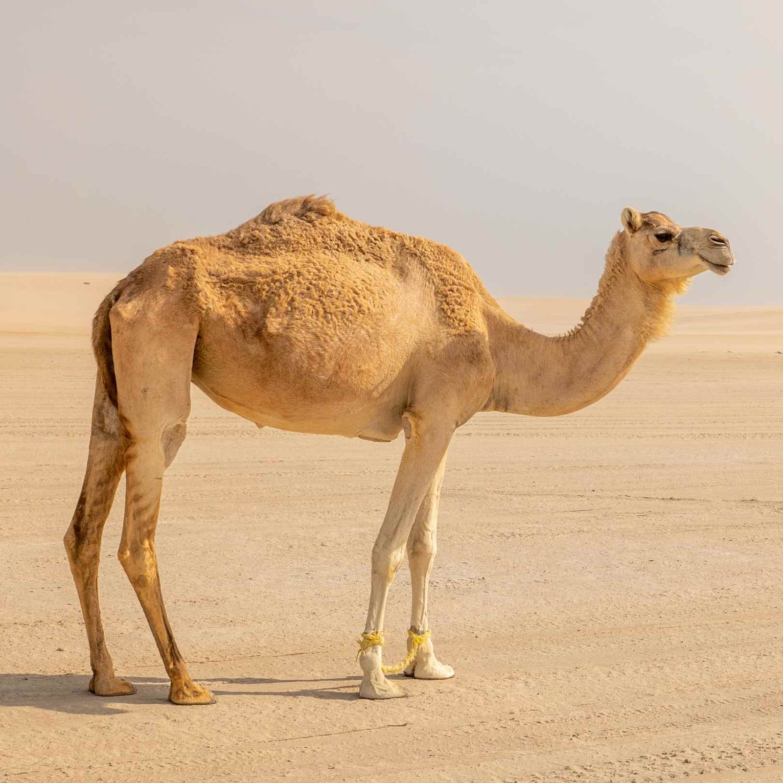 arab camel